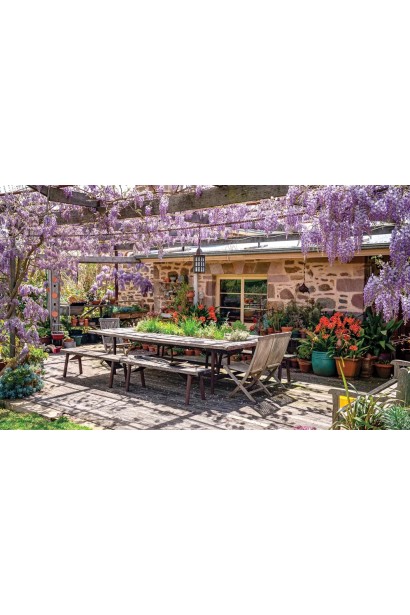 Глициния японская `Мультижуга` 